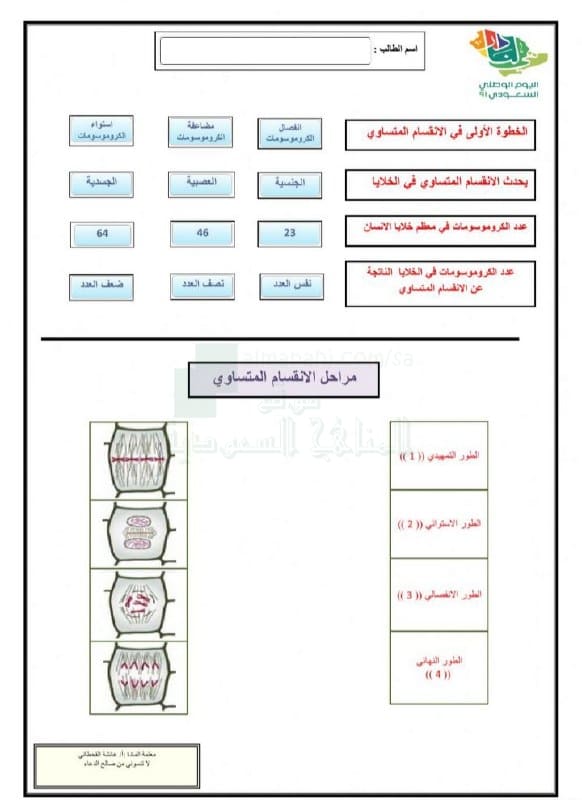 ورقة عمل البناء الضوئي