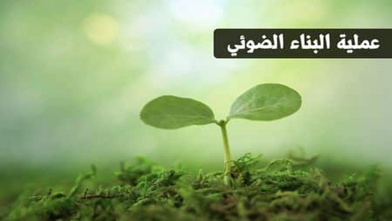 صورة ورقة عمل البناء الضوئي