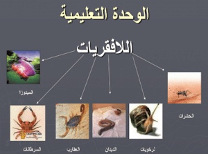 ورقة عمل الحيوانات اللافقارية