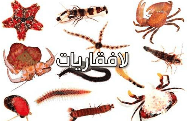 ورقة عمل الحيوانات اللافقارية