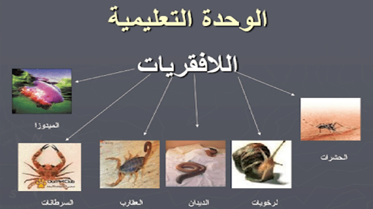 صورة ورقة عمل الحيوانات اللافقارية