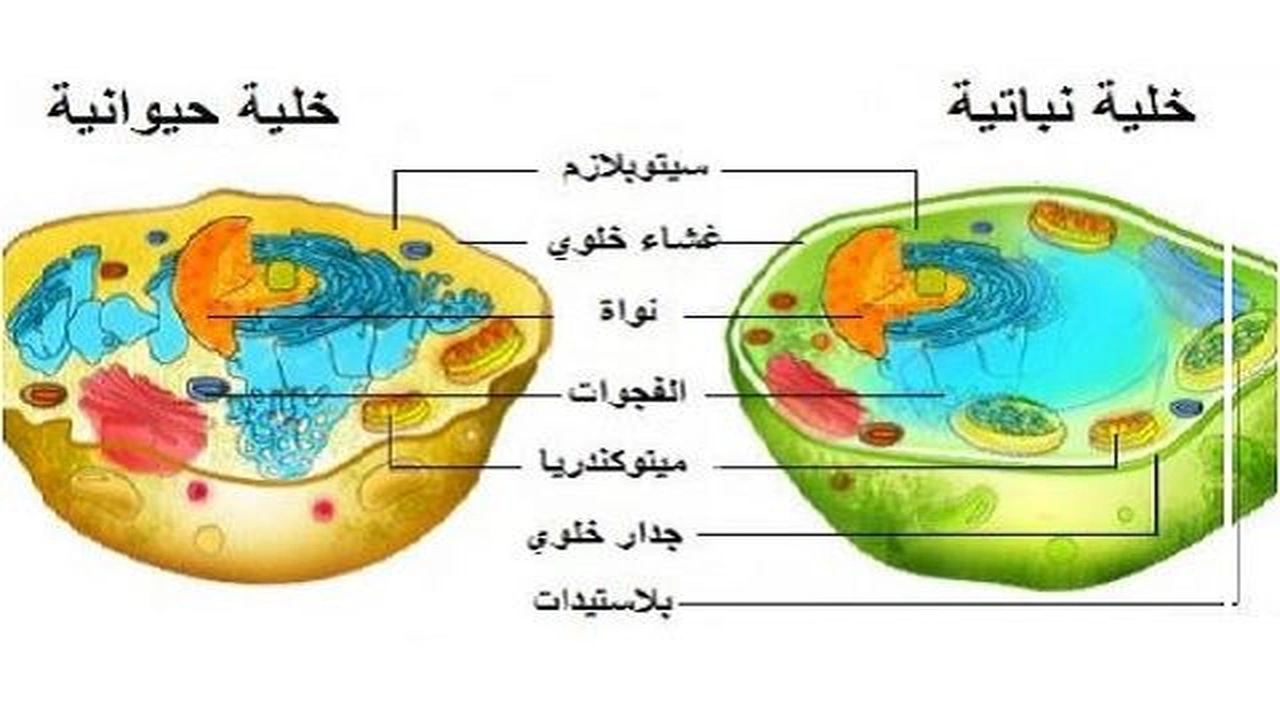 صورة ورقة عمل الخلية النباتية والحيوانية