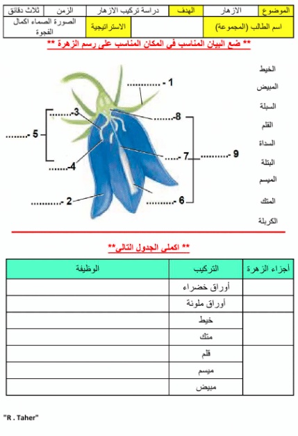 ورقة عمل النباتات الوعائية البذرية