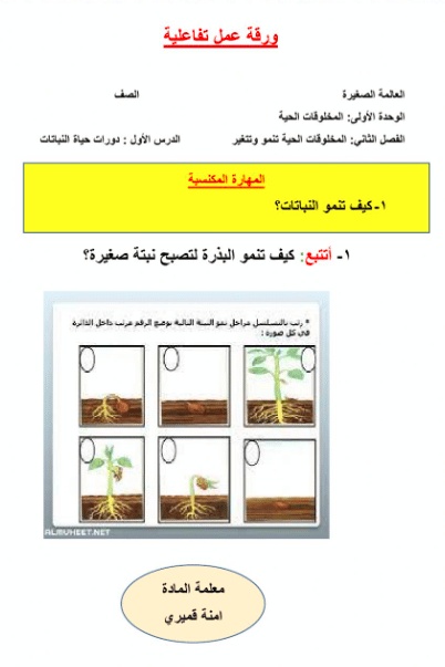 ورقة عمل النباتات الوعائية البذرية