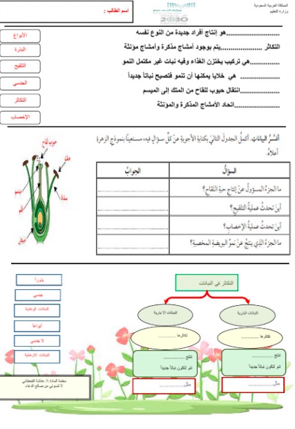 ورقة عمل النباتات الوعائية البذرية