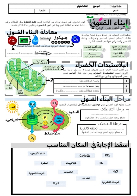 ورقة عمل النباتات الوعائية البذرية