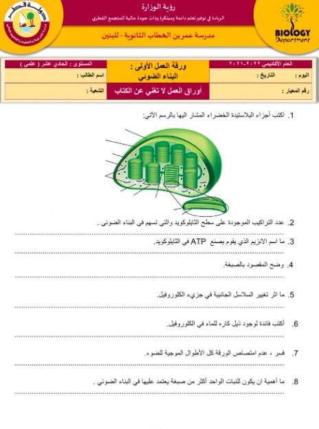 ورقة عمل النباتات الوعائية البذرية