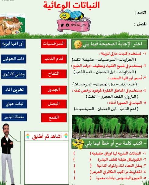 ورقة عمل النباتات الوعائية البذرية