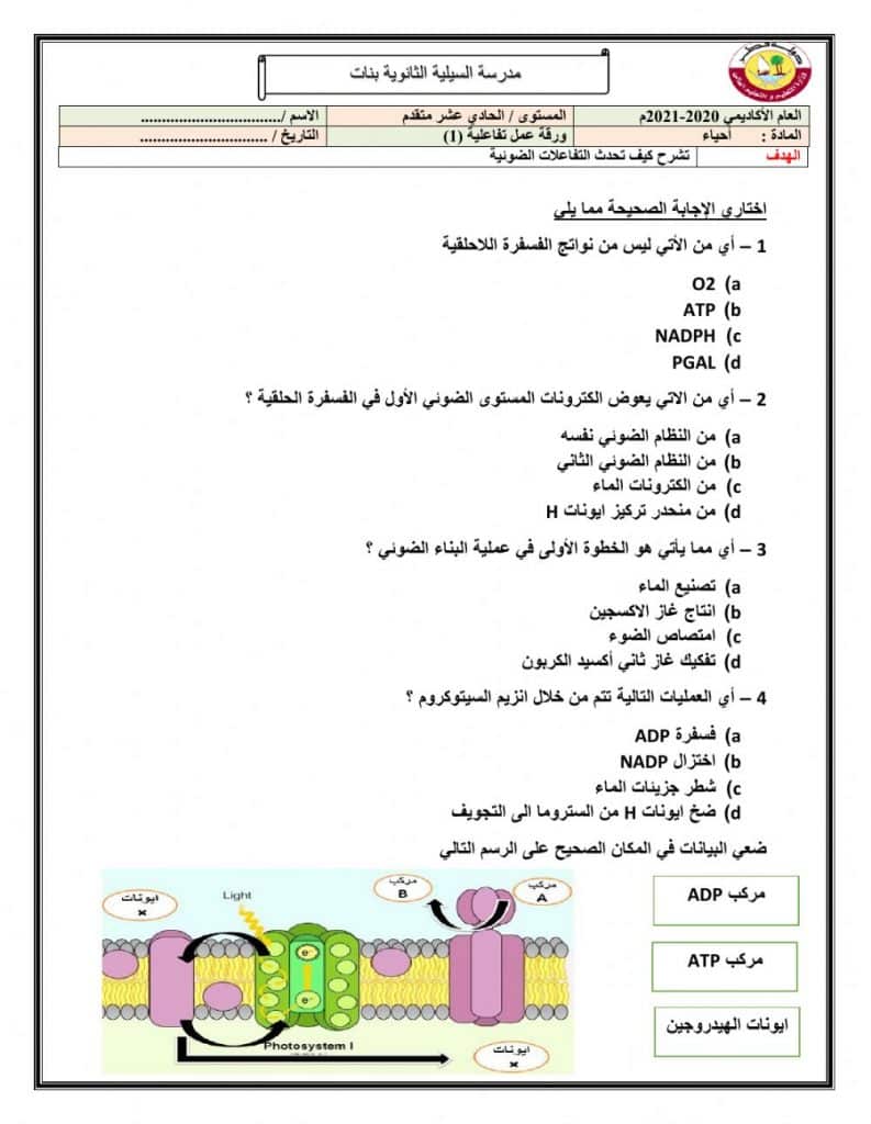 ورقة عمل النباتات الوعائية البذرية