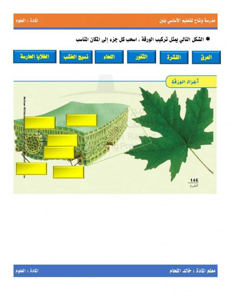 ورقة عمل النباتات الوعائية البذرية