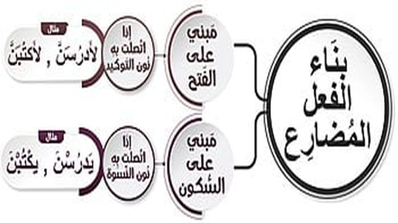 صورة ورقة عمل بناء الفعل المضارع