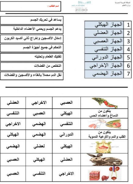 ورقة عمل تصنيف المخلوقات الحية