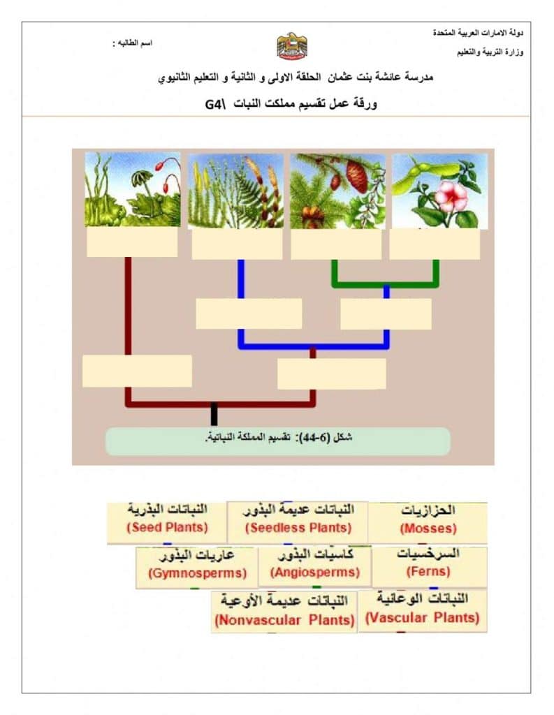 ورقة عمل تنوع الثدييات