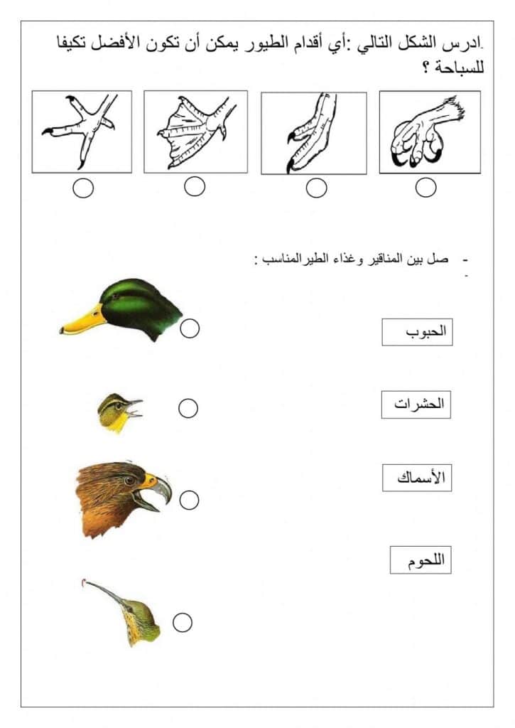 ورقة عمل تنوع الثدييات