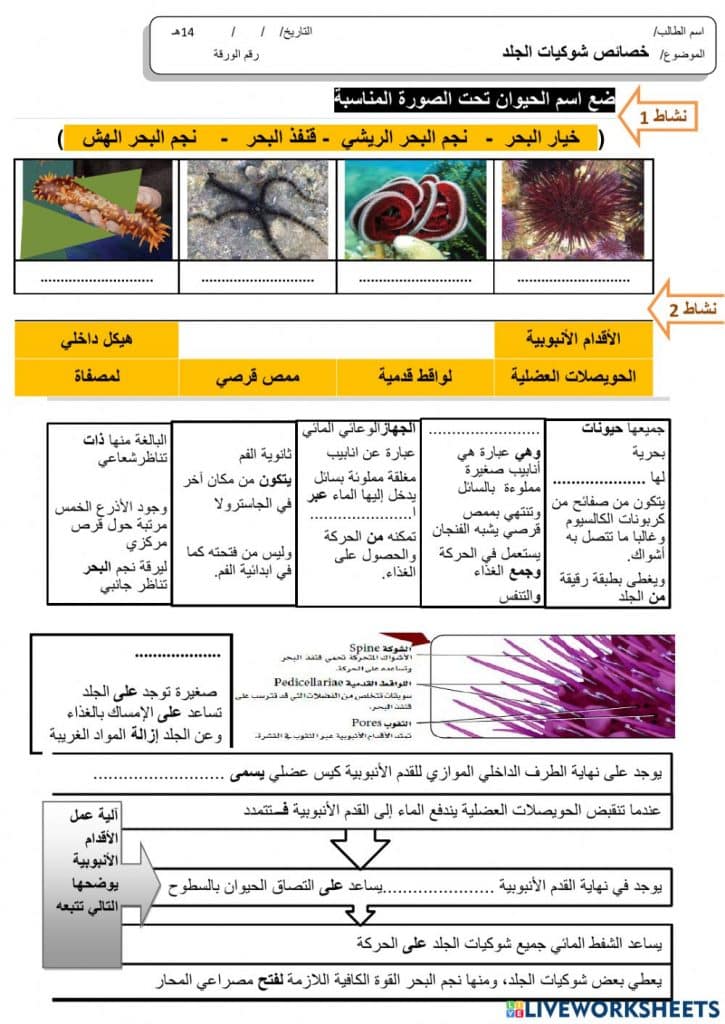 ورقة عمل خصائص شوكيات الجلد