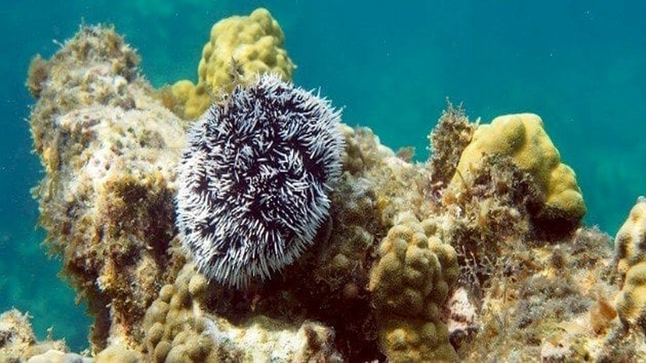 صورة ورقة عمل خصائص شوكيات الجلد